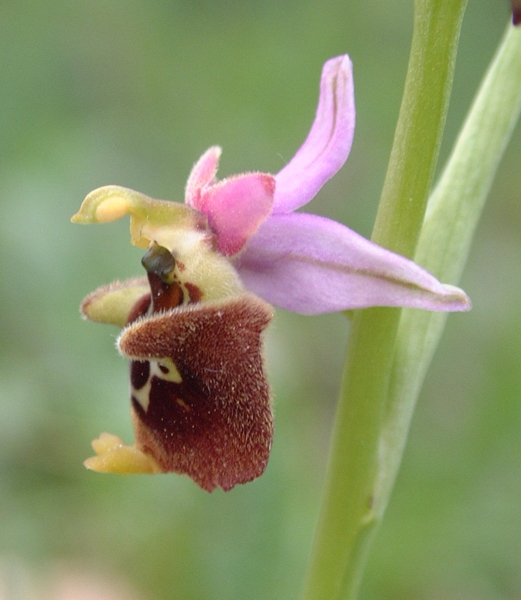 Ophrys fuciflora